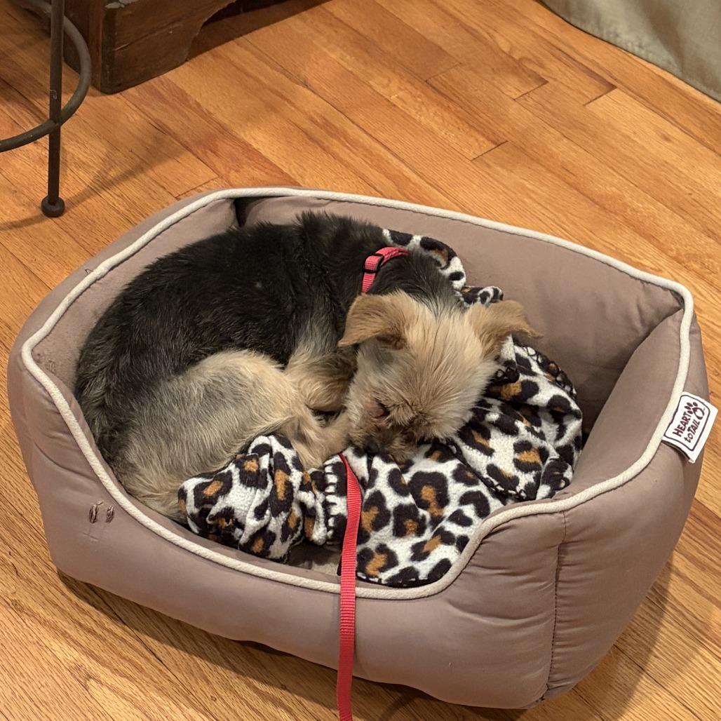 Chu Chu, a Adoptable mixed breed in Richmond, VA image 3/6