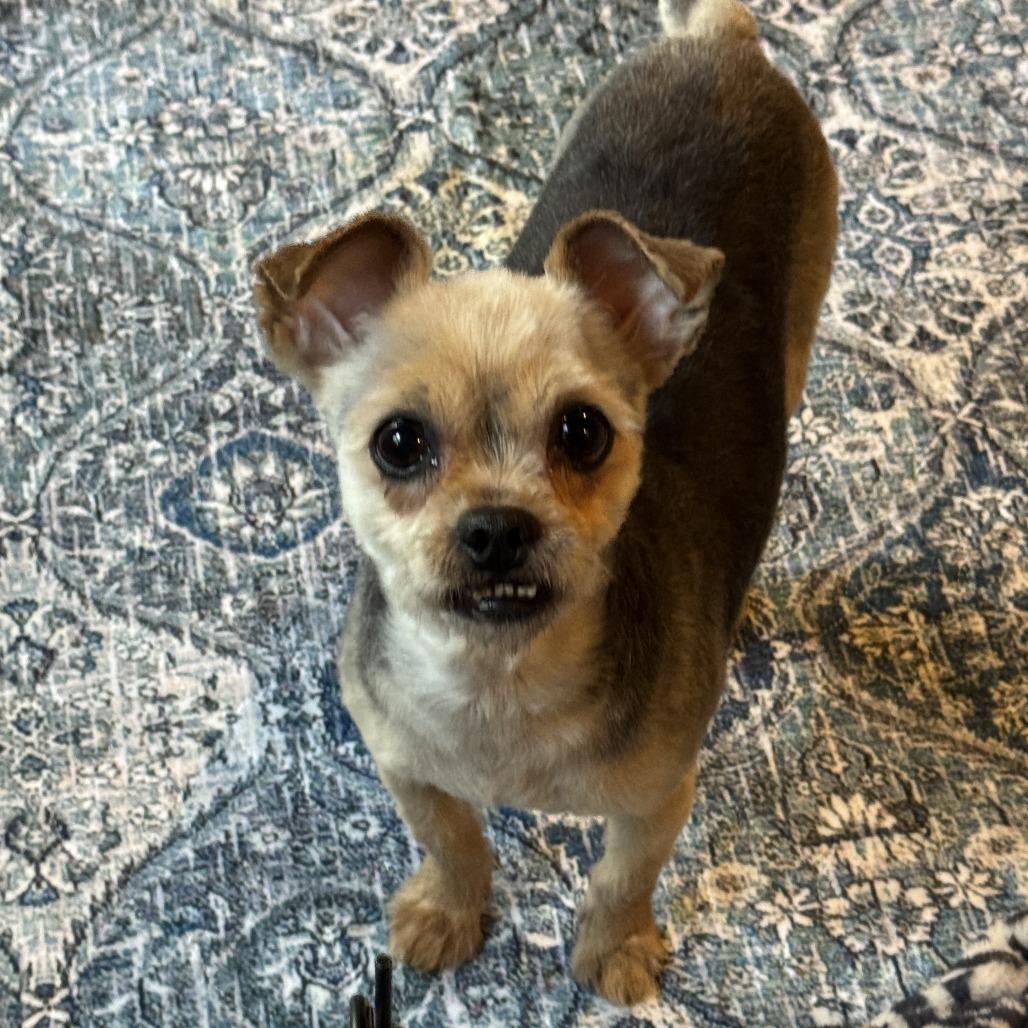Chu Chu, a Adoptable mixed breed in Richmond, VA image 4/6