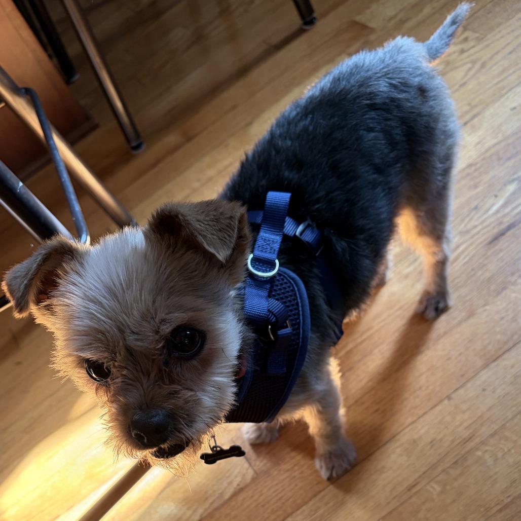 Chu Chu, a Adoptable mixed breed in Richmond, VA image 5/6