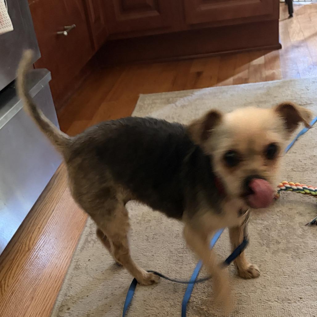 Chu Chu, a Adoptable mixed breed in Richmond, VA image 6/6