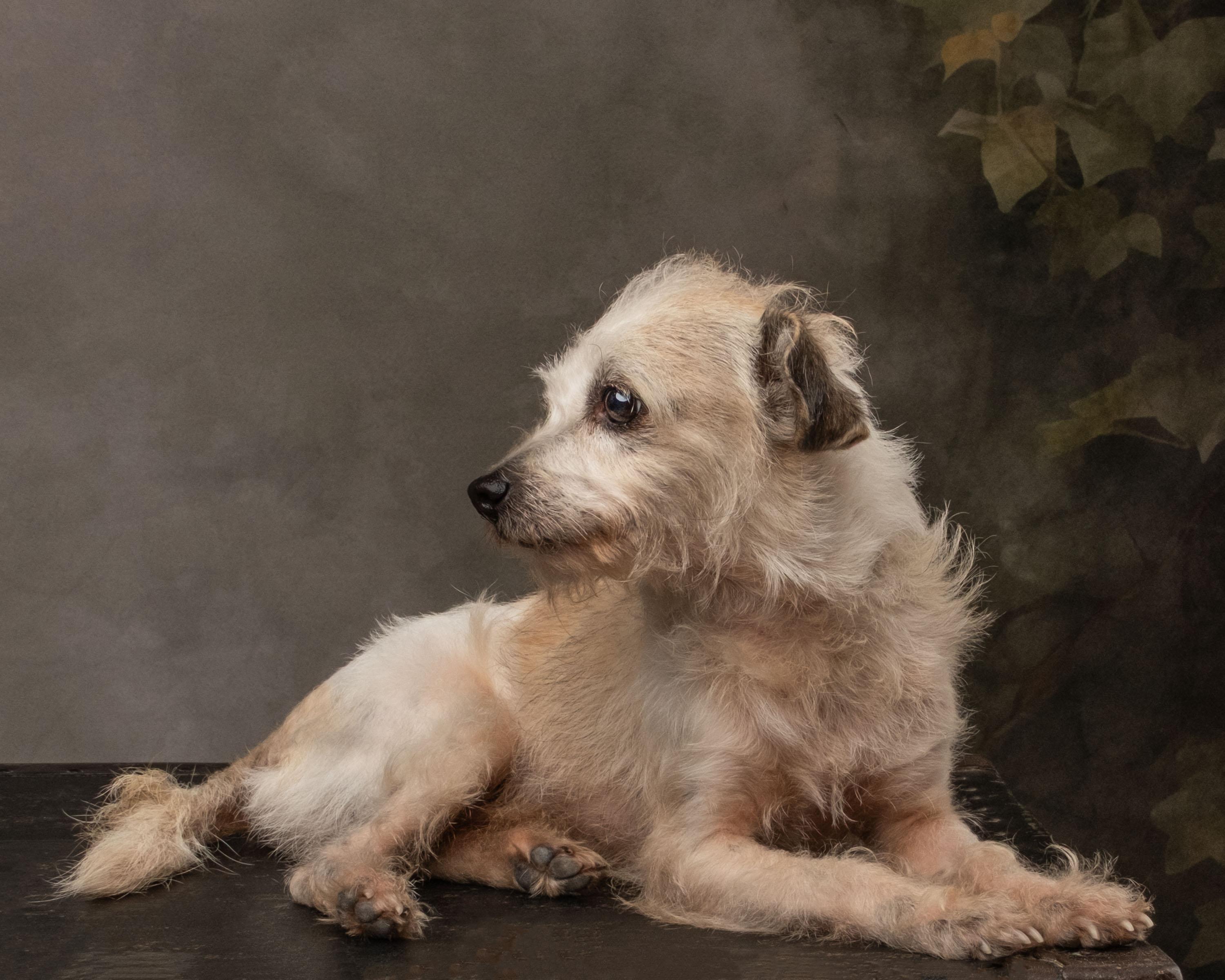 Enlarge Dobby, a Adoptable mixed breed in Aiken, SC image 3/5