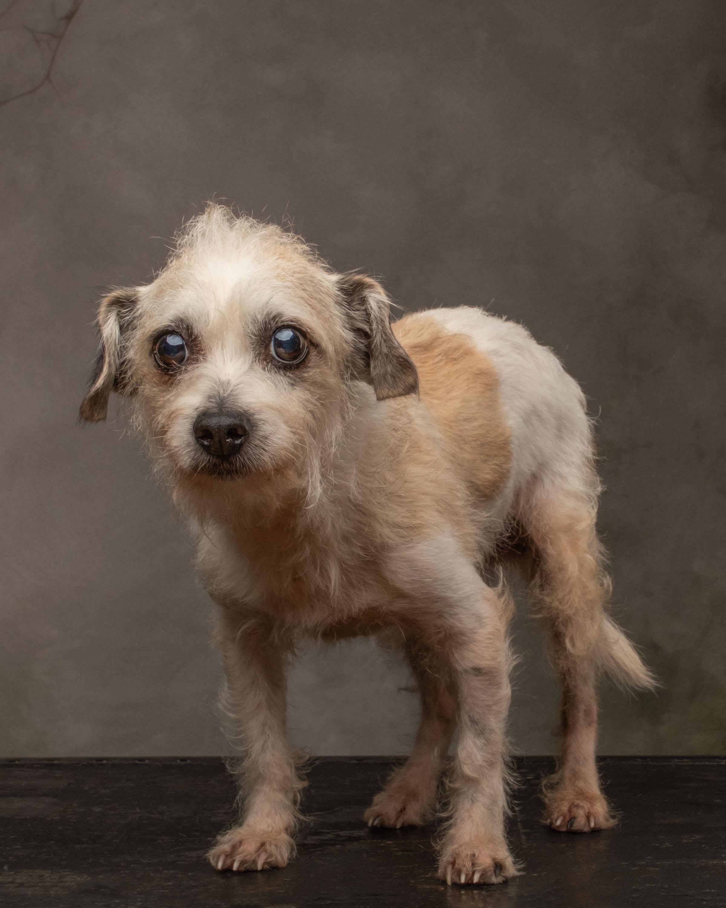 Enlarge Dobby, a Adoptable mixed breed in Aiken, SC image 4/5