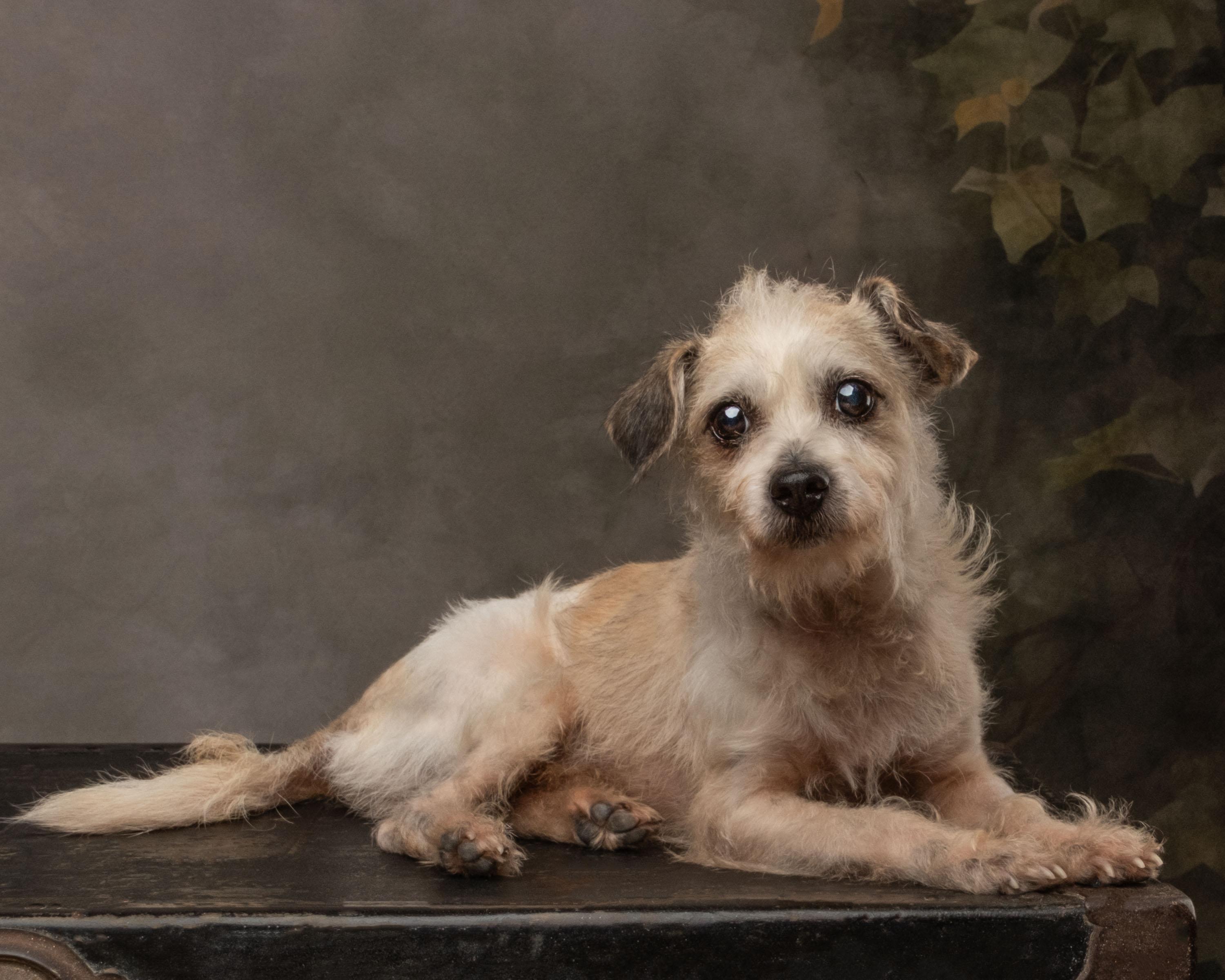 Enlarge Dobby, a Adoptable mixed breed in Aiken, SC image 5/5