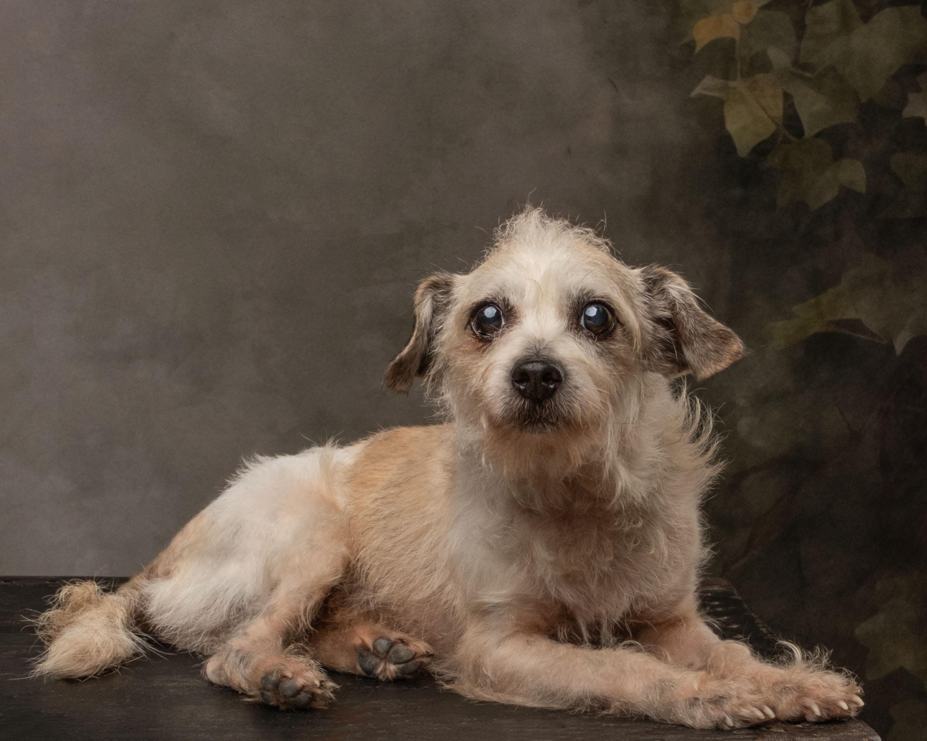 Dobby, Adoptable, Adult Male Terrier.