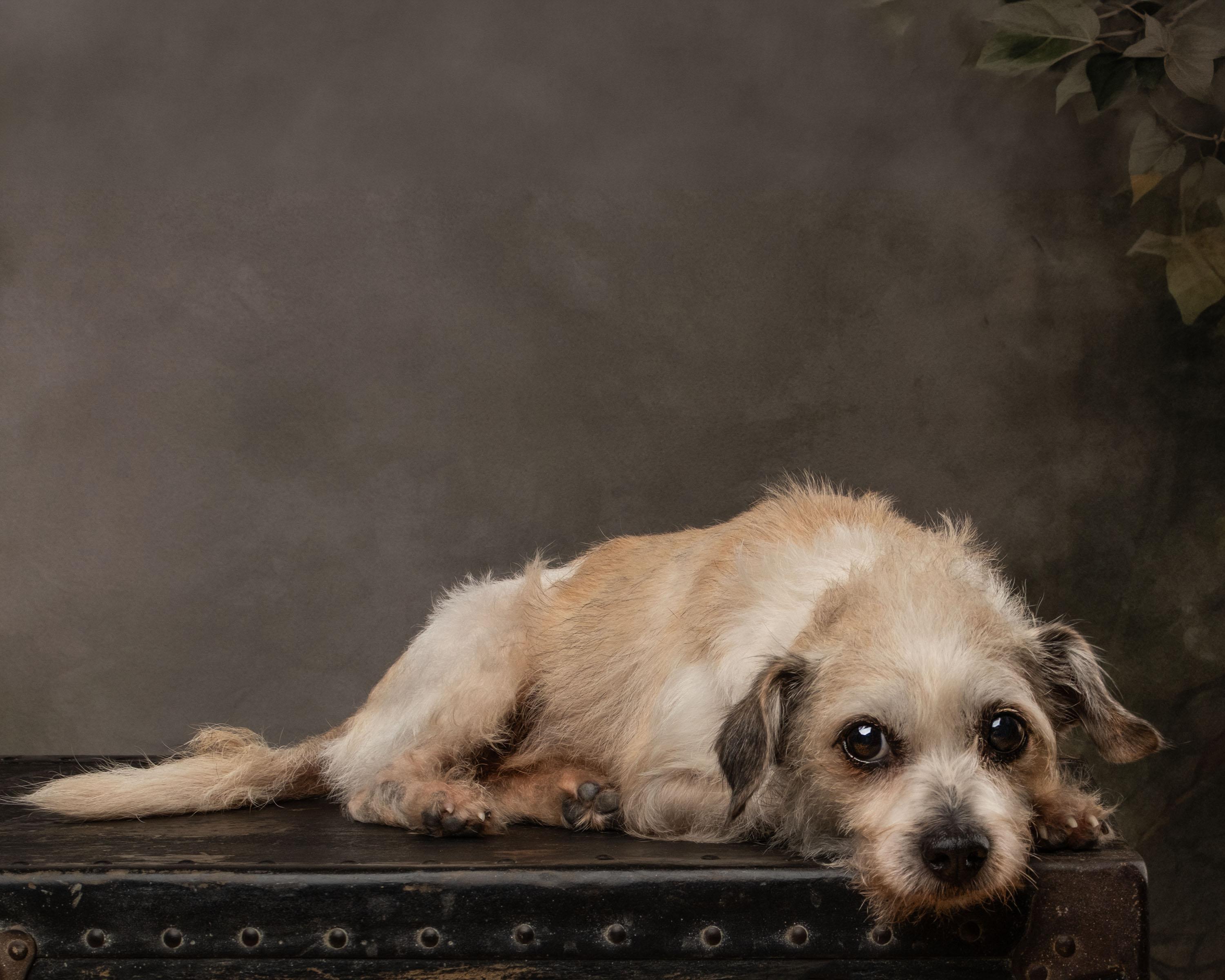 Enlarge Dobby, a Adoptable mixed breed in Aiken, SC image 2/5