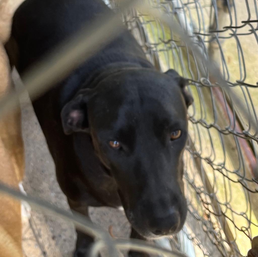 Enlarge Sheila, a Adoptable Terrier in Ruston, LA image 1/1