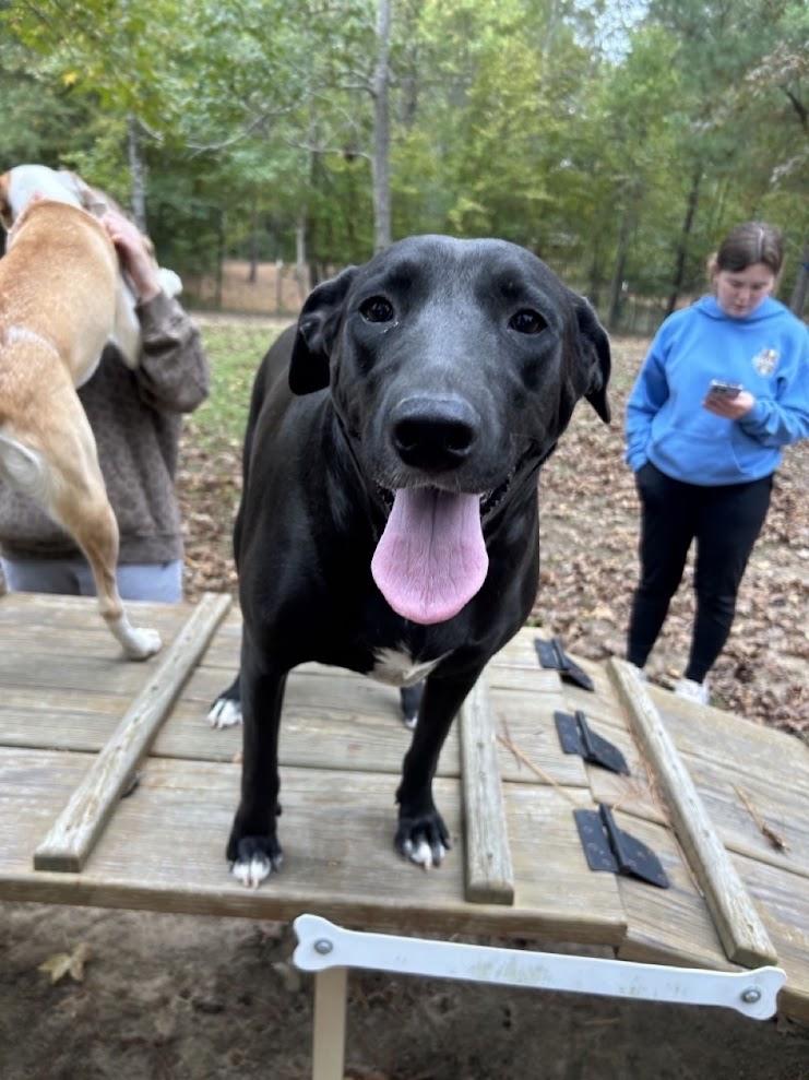 Enlarge Sheila, a Adoptable Terrier in Ruston, LA image 1/2
