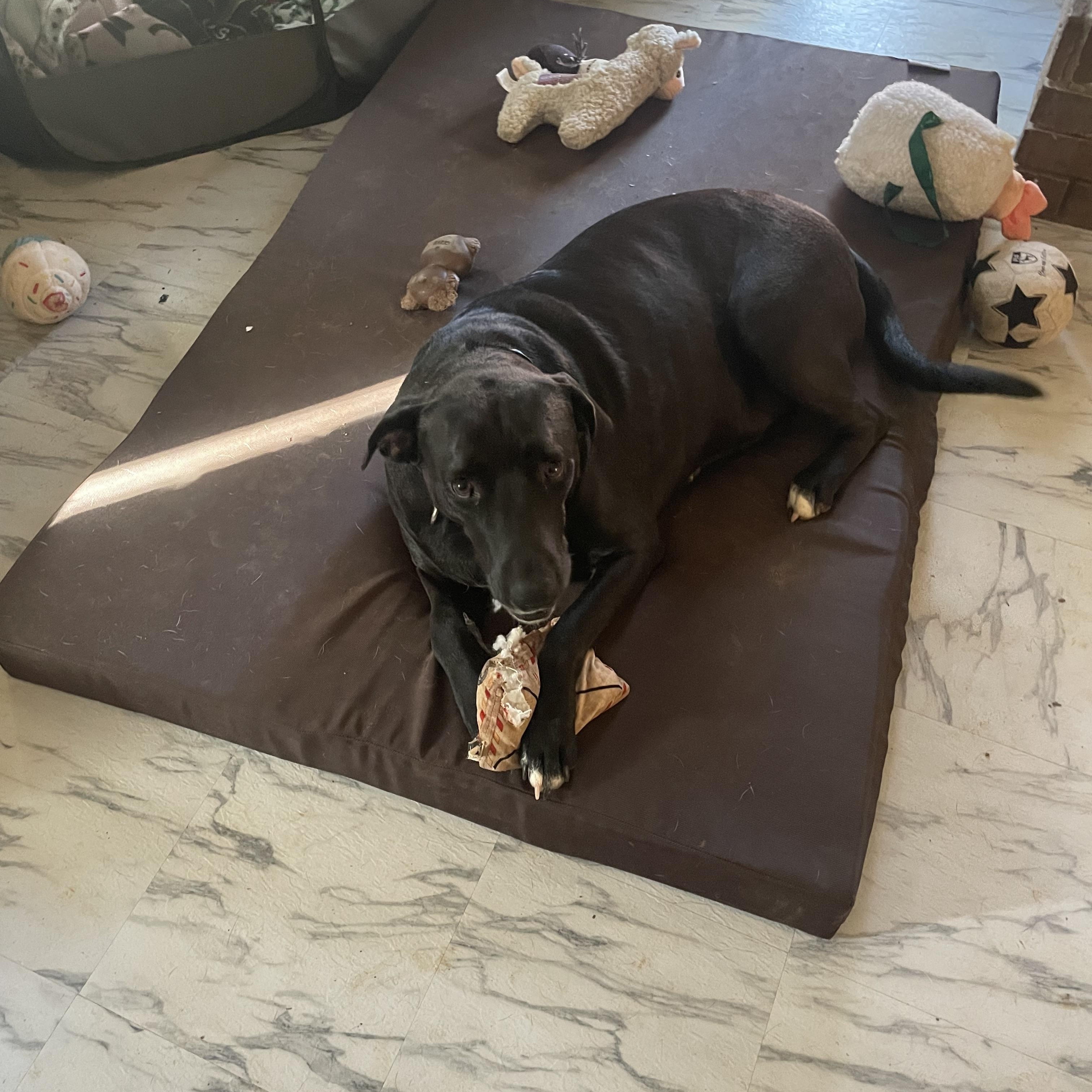 Enlarge Sheila, a Adoptable Terrier in Ruston, LA image 2/2