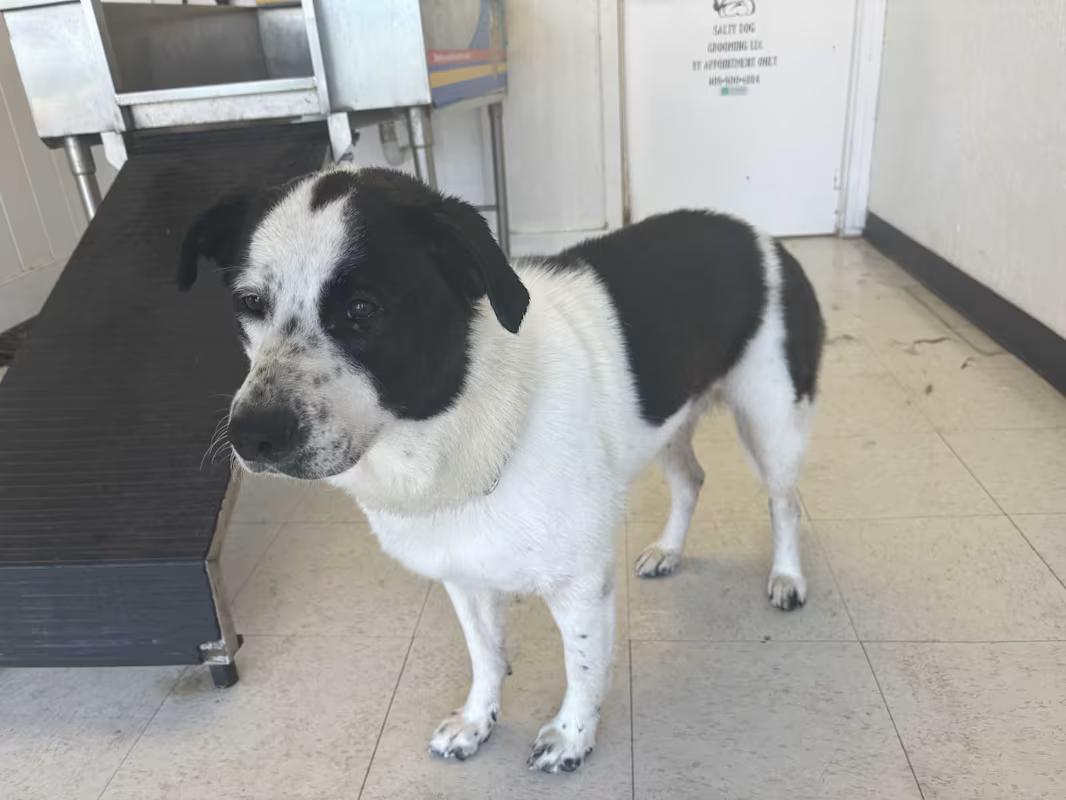 Nomad, Adult Female Border Collie