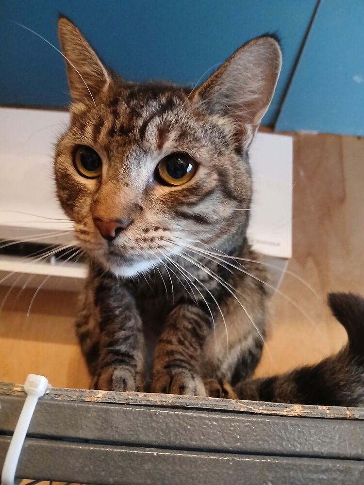 Enlarge Rex, a Adoptable Domestic Short Hair in Thatcher, AZ image 2/2