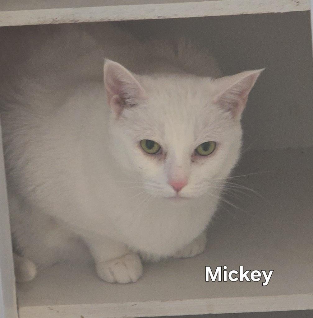 Mickey, Adoptable, Adult Female Domestic Short Hair.