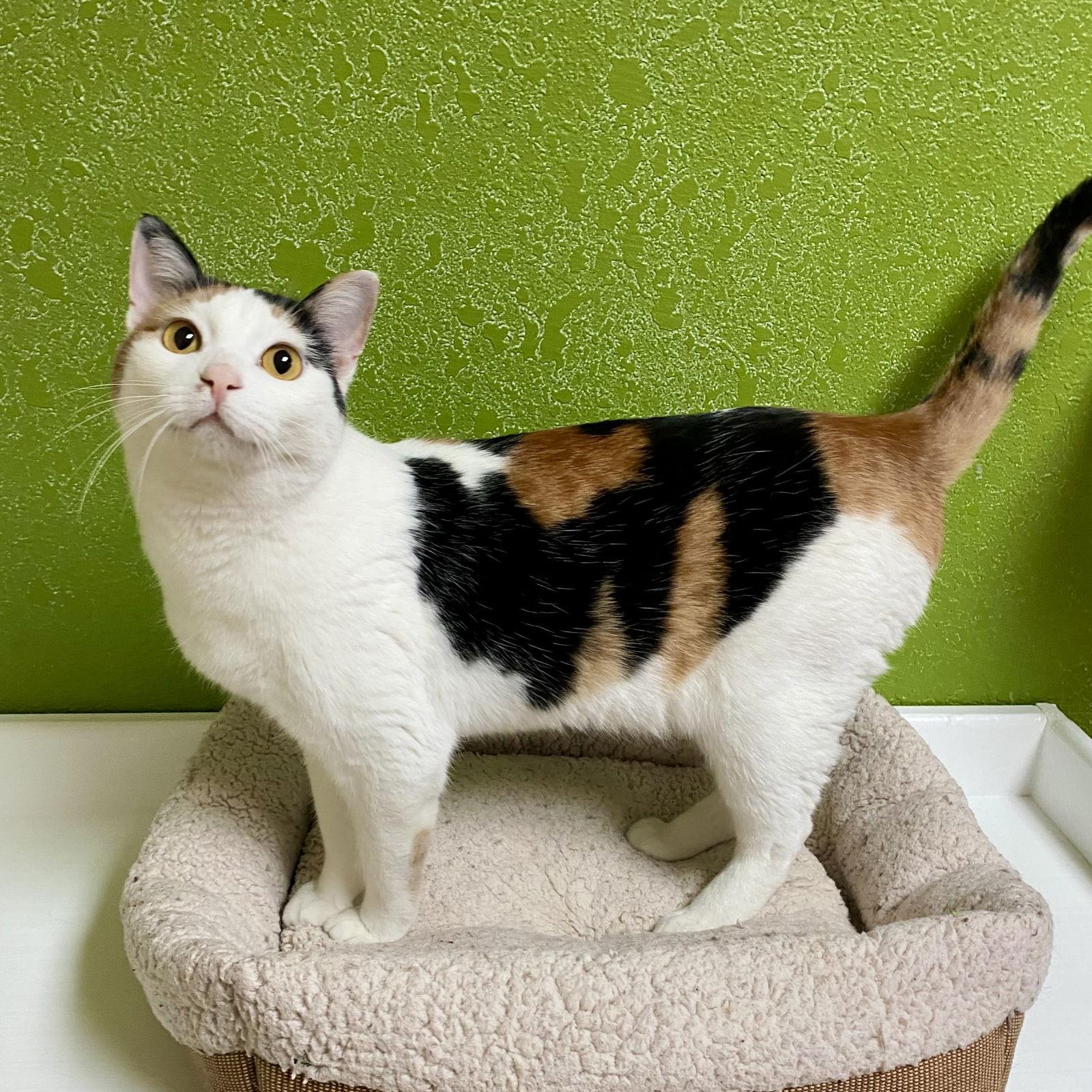 Enlarge Chantelle, a Adoptable mixed breed in Fargo, ND image 1/1