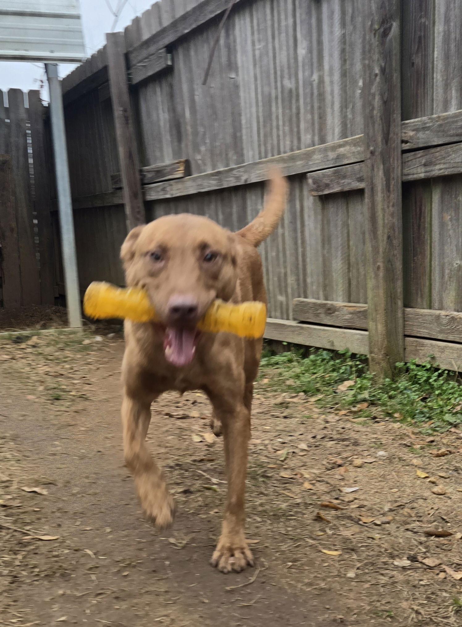 Enlarge Joachim, a Adoptable mixed breed in Jackson, MS image 1/3