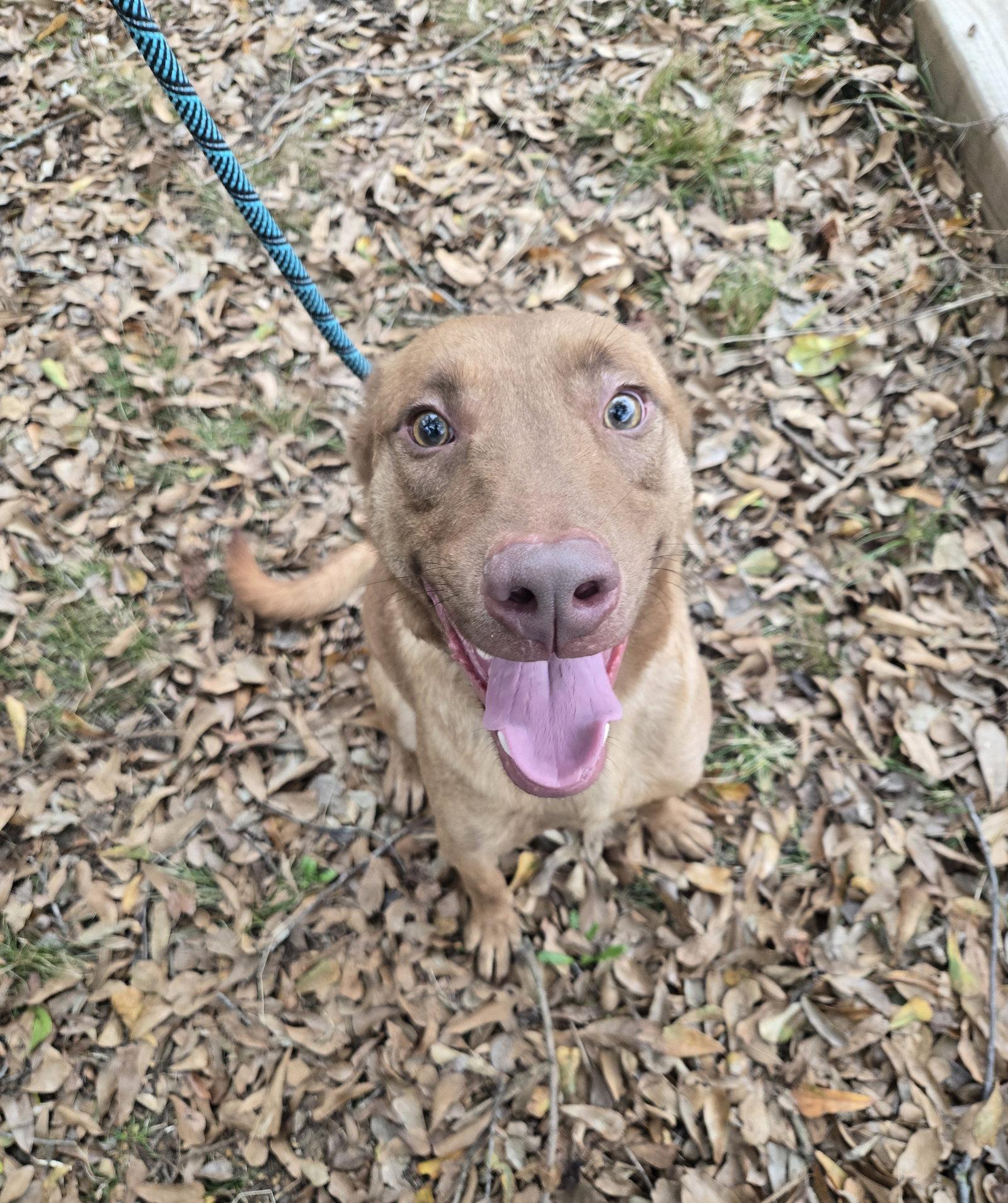 Enlarge Joachim, a Adoptable mixed breed in Jackson, MS image 2/3