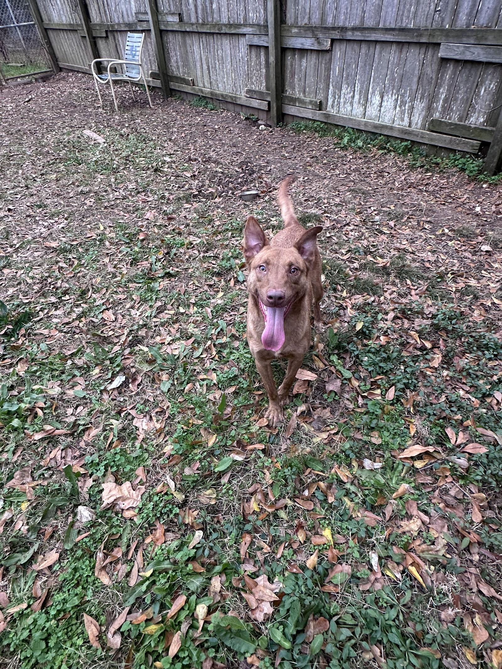 Enlarge Joachim, a Adoptable mixed breed in Jackson, MS image 3/3