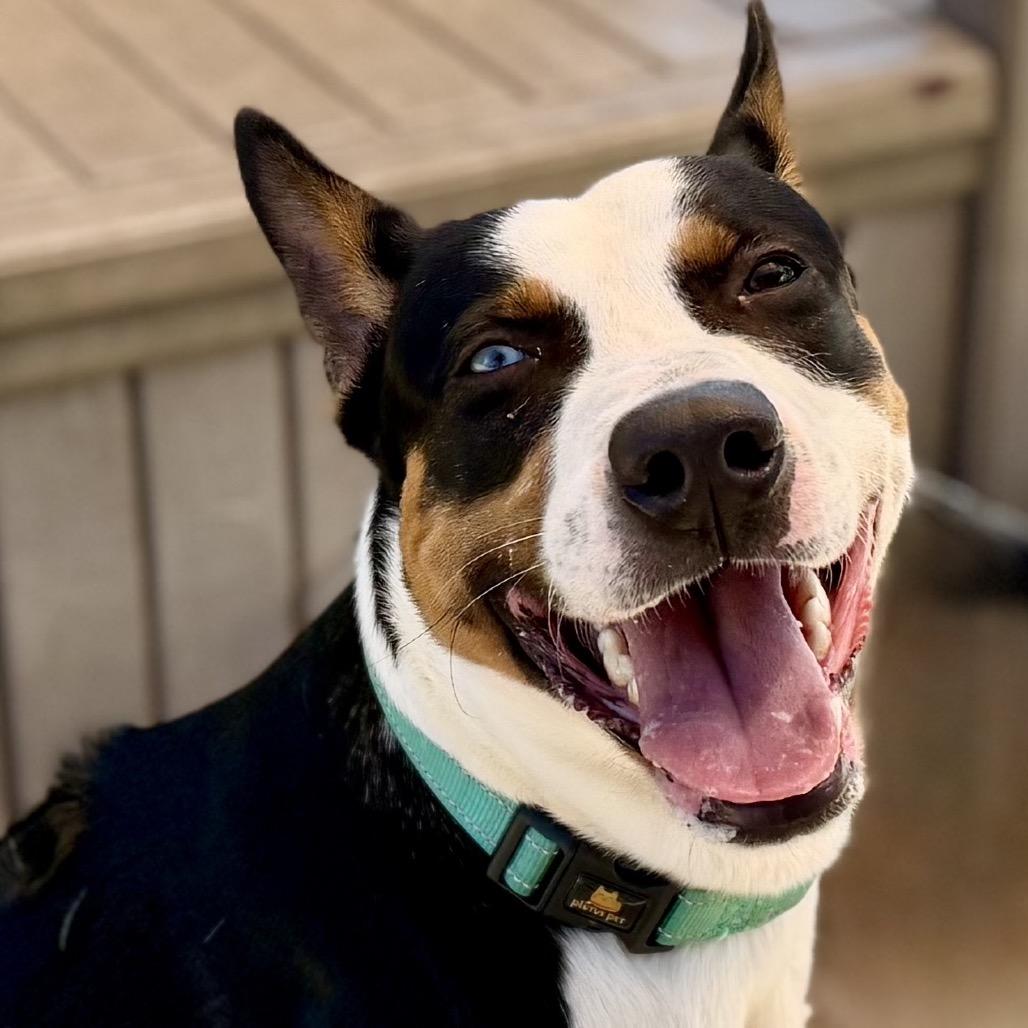 Tango, Adopted, Young Male Basenji & Mixed Breed.