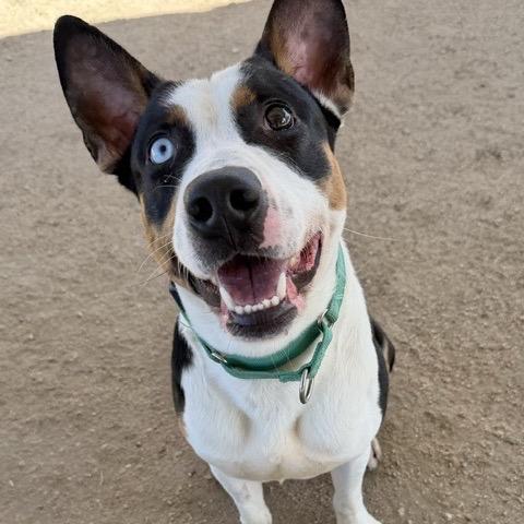 Enlarge Tango, a Adopted mixed breed in Ashland, OR image 2/5