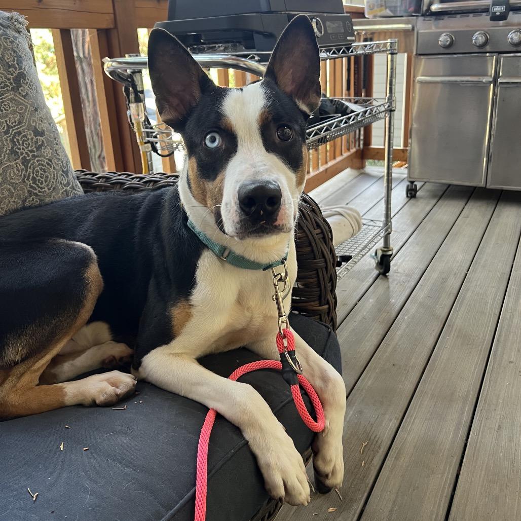 Enlarge Tango, a Adopted mixed breed in Ashland, OR image 3/5