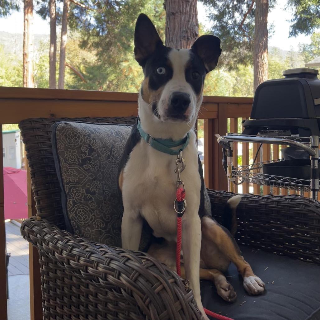 Enlarge Tango, a Adopted mixed breed in Ashland, OR image 4/5
