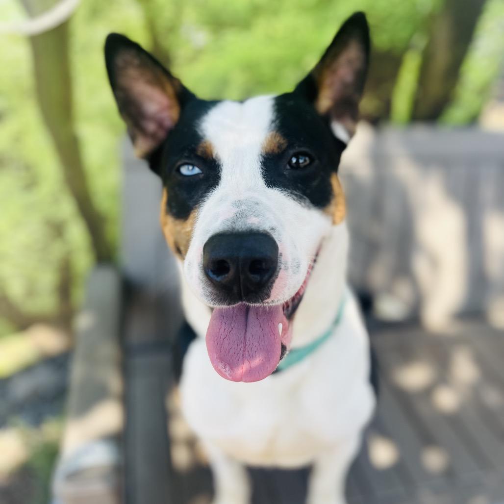 Enlarge Tango, a Adopted mixed breed in Ashland, OR image 5/5