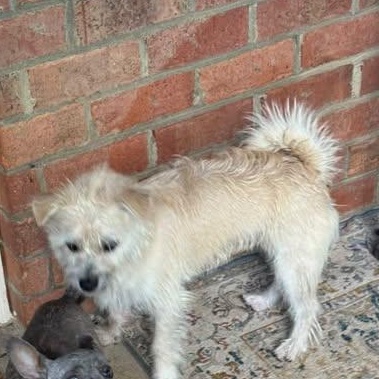 Dutch, Adoptable, Young Male Wirehaired Terrier.