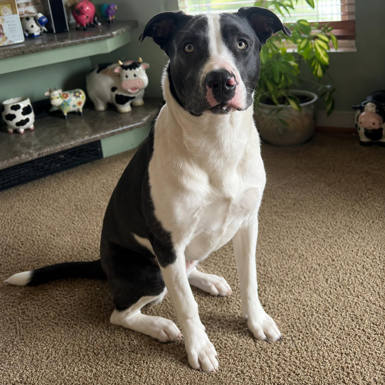 Sky, a Adoptable mixed breed in Lodi, CA image 4/5