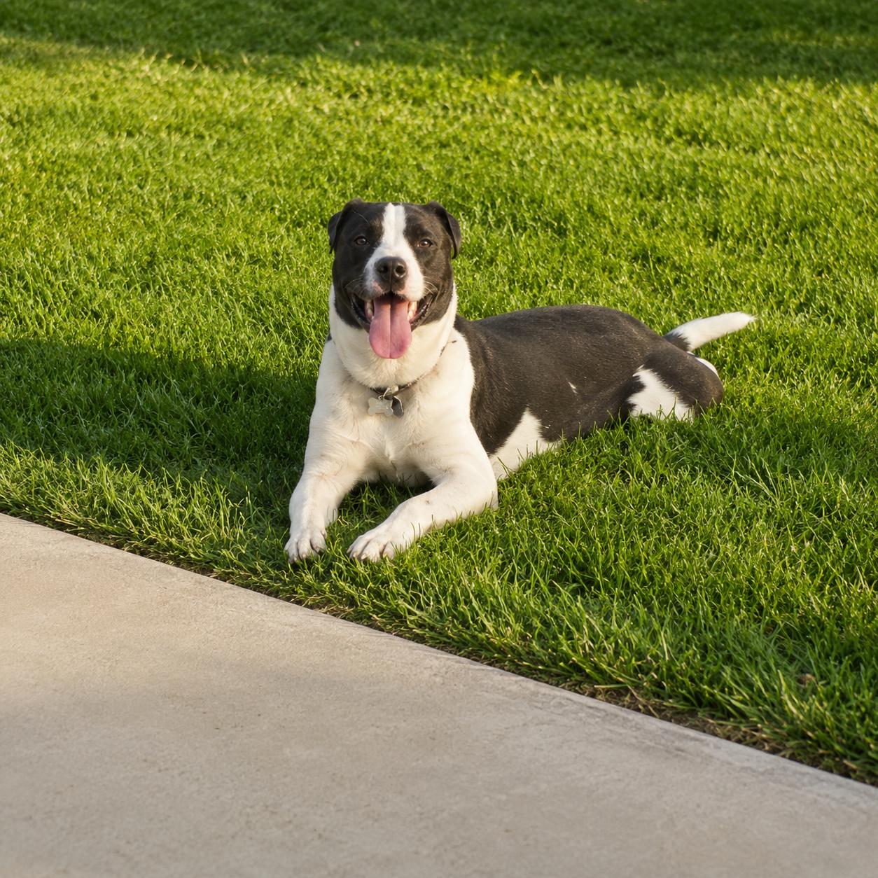 Sky, a Adoptable mixed breed in Lodi, CA image 5/5