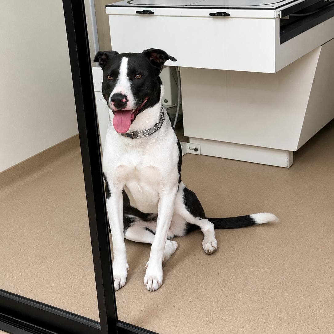 Sky, Adoptable, Young Female Staffordshire Bull Terrier & Pit Bull Terrier.