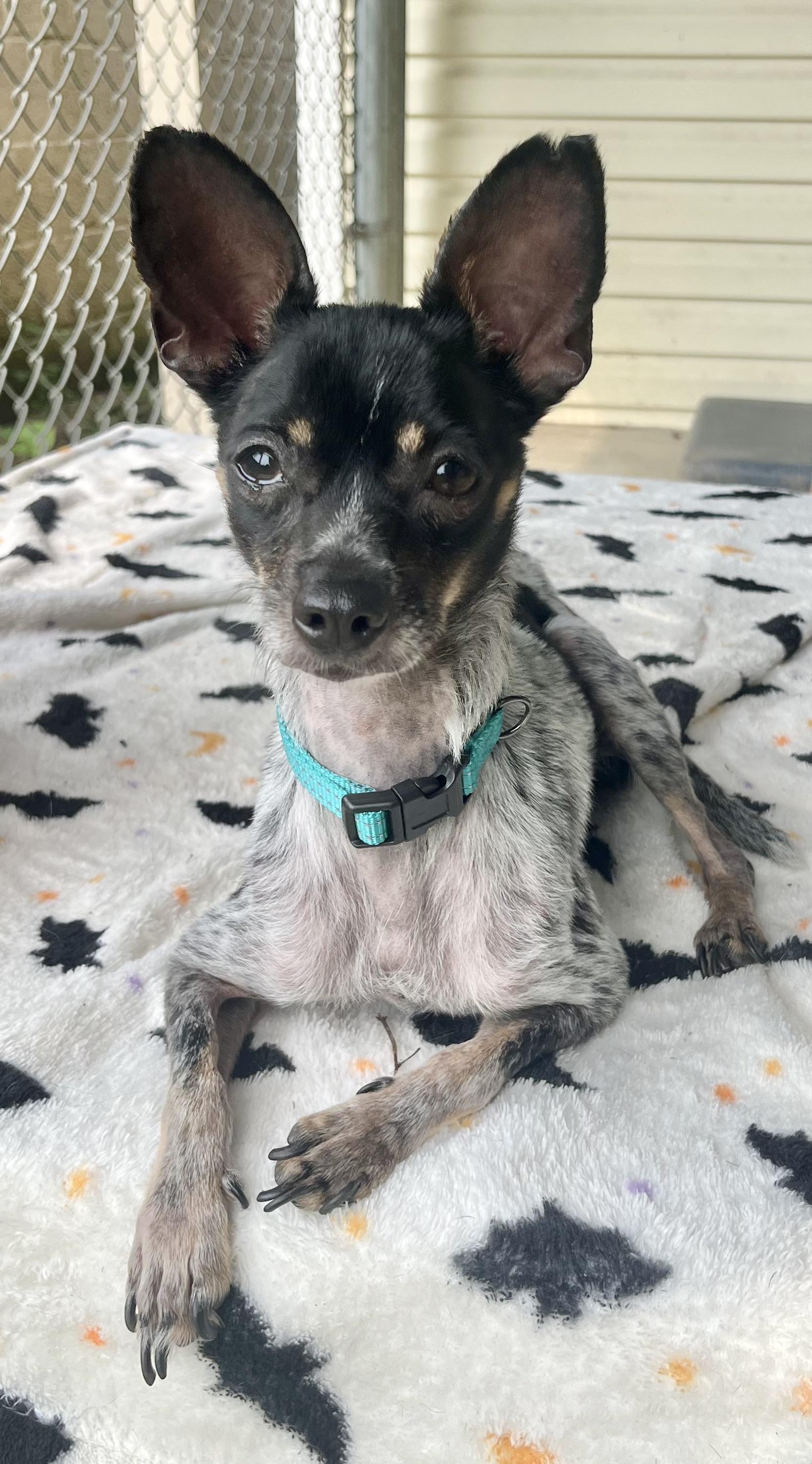 Enlarge Mako, an adopted mixed breed in Fairfax, VA image 3/6