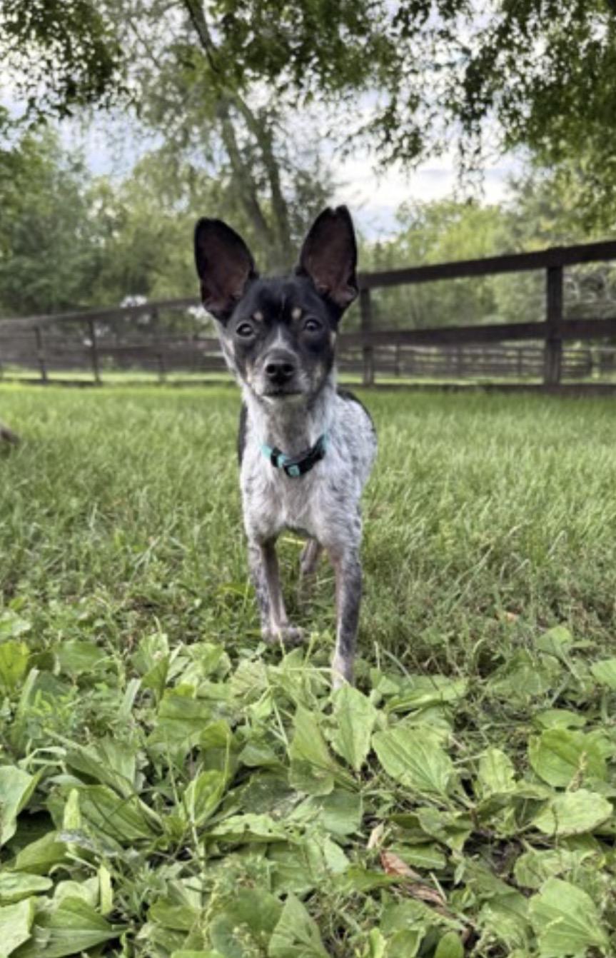 Mako, a Adoptable mixed breed in Fairfax, VA image 2/4
