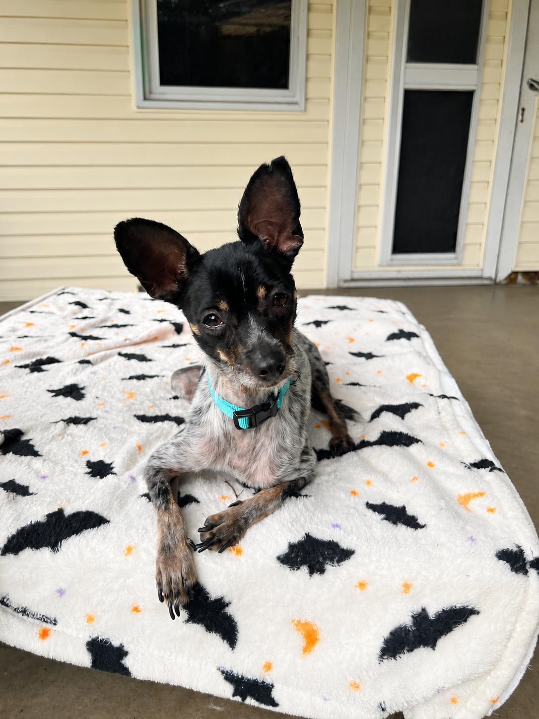 Mako, a Adoptable mixed breed in Fairfax, VA image 4/4