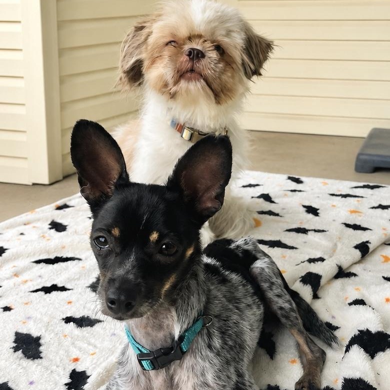 Mako, Adoptable, Adult Female Rat Terrier & Chihuahua.