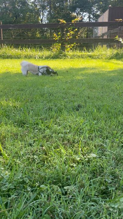 Enlarge Mako, an adopted mixed breed in Fairfax, VA video 6/6
