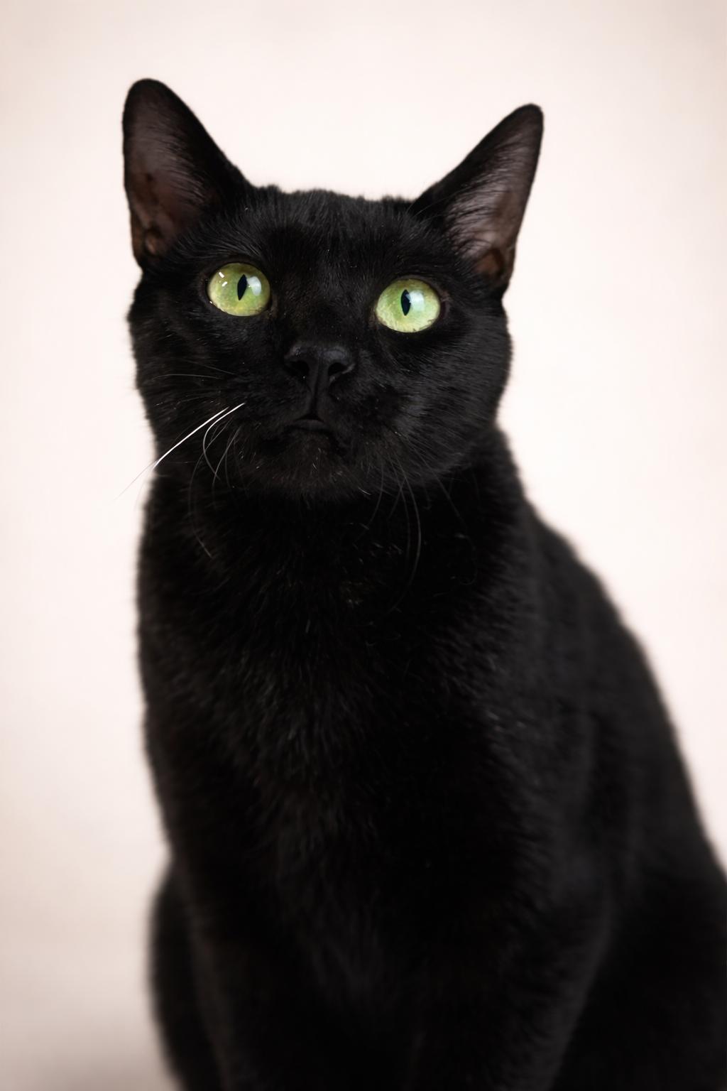 Enlarge Diamond, an adopted Domestic Short Hair in Rixeyville, VA image 3/3
