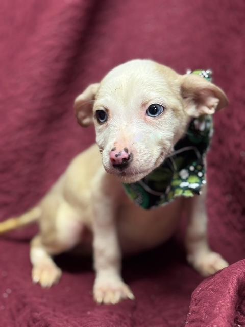 Enlarge Fergus, a ADOPTABLE Mixed Breed in Fredericksburg, VA image 3/3