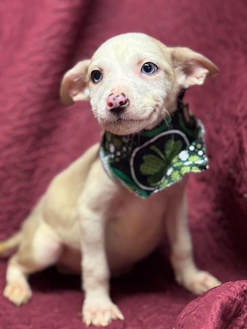 Fergus, ADOPTABLE, Puppy Male Mixed Breed.