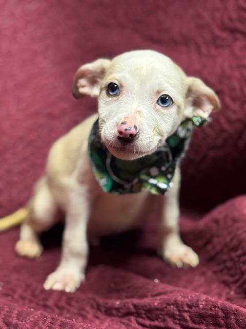 Enlarge Fergus, a ADOPTABLE Mixed Breed in Fredericksburg, VA image 2/3