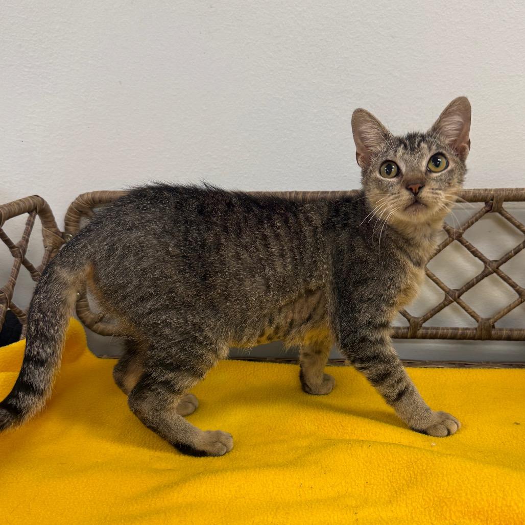 Enlarge Lilly, a Adoptable Domestic Short Hair in Houston, TX image 1/4