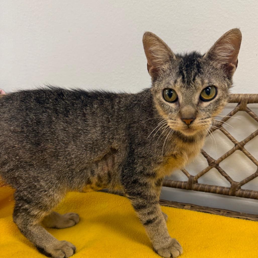 Enlarge Lilly, a Adoptable Domestic Short Hair in Houston, TX image 2/4