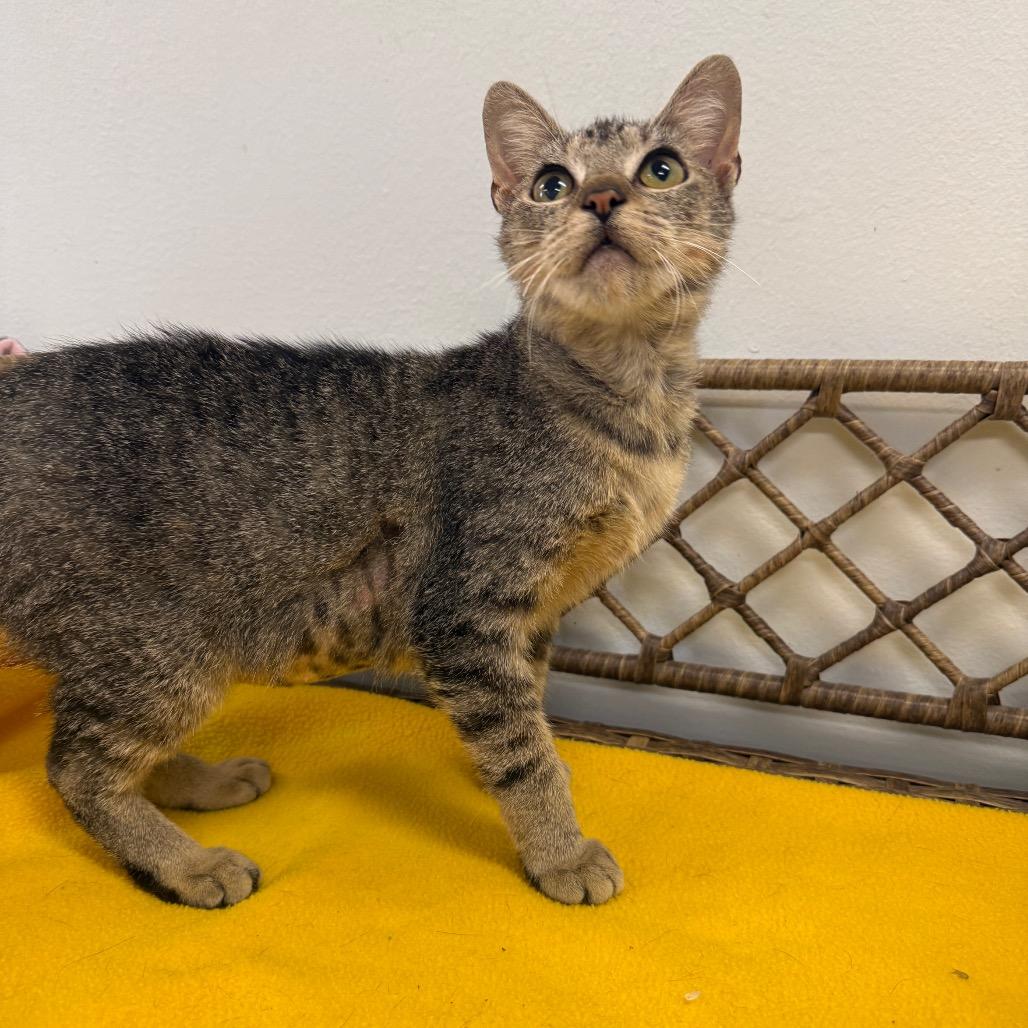 Enlarge Lilly, a Adoptable Domestic Short Hair in Houston, TX image 3/4