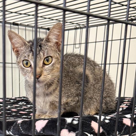 Enlarge Lilly, a Adoptable Domestic Short Hair in Houston, TX image 4/4