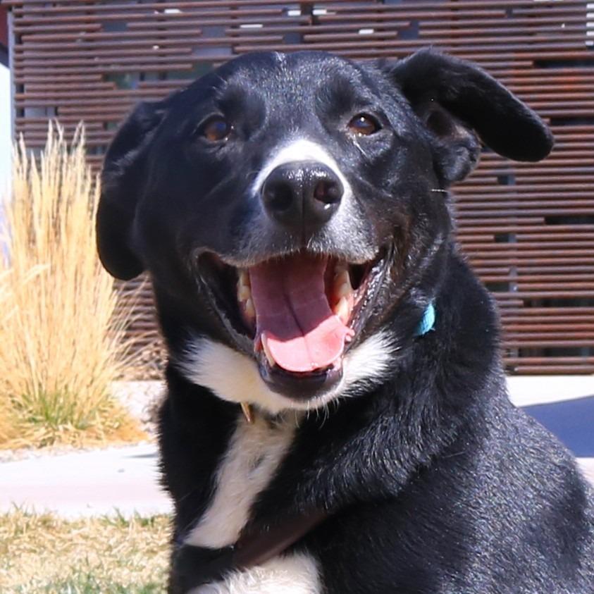 Chase (Billy Bob), Adoptable, Adult Male Border Collie.