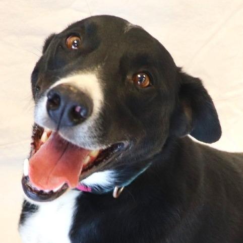 Chase (Billy Bob), Adoptable, Adult Male Border Collie.