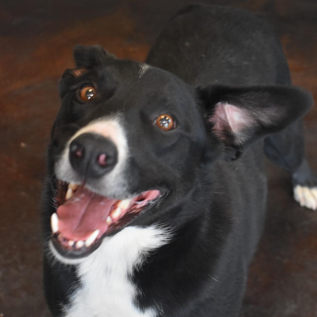 Enlarge Chase (Billy Bob), a Adoptable mixed breed in Rifle, CO image 2/6