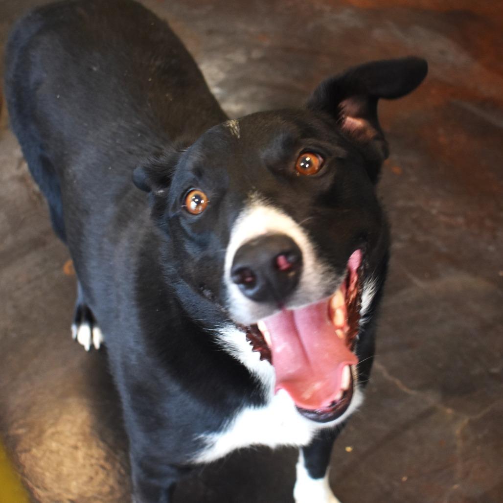 Enlarge Chase (Billy Bob), a Adoptable mixed breed in Rifle, CO image 3/6