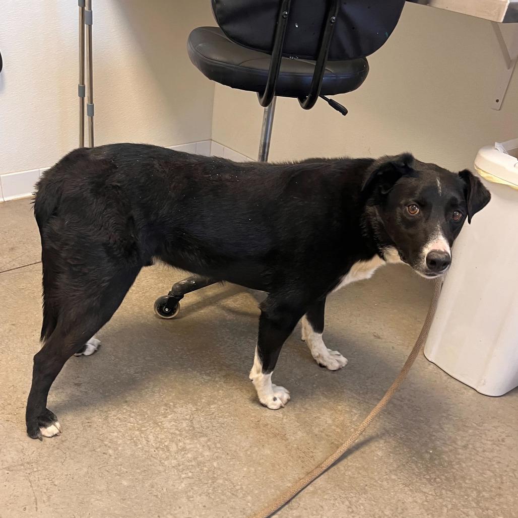 Enlarge Chase (Billy Bob), a Adoptable mixed breed in Rifle, CO image 4/6