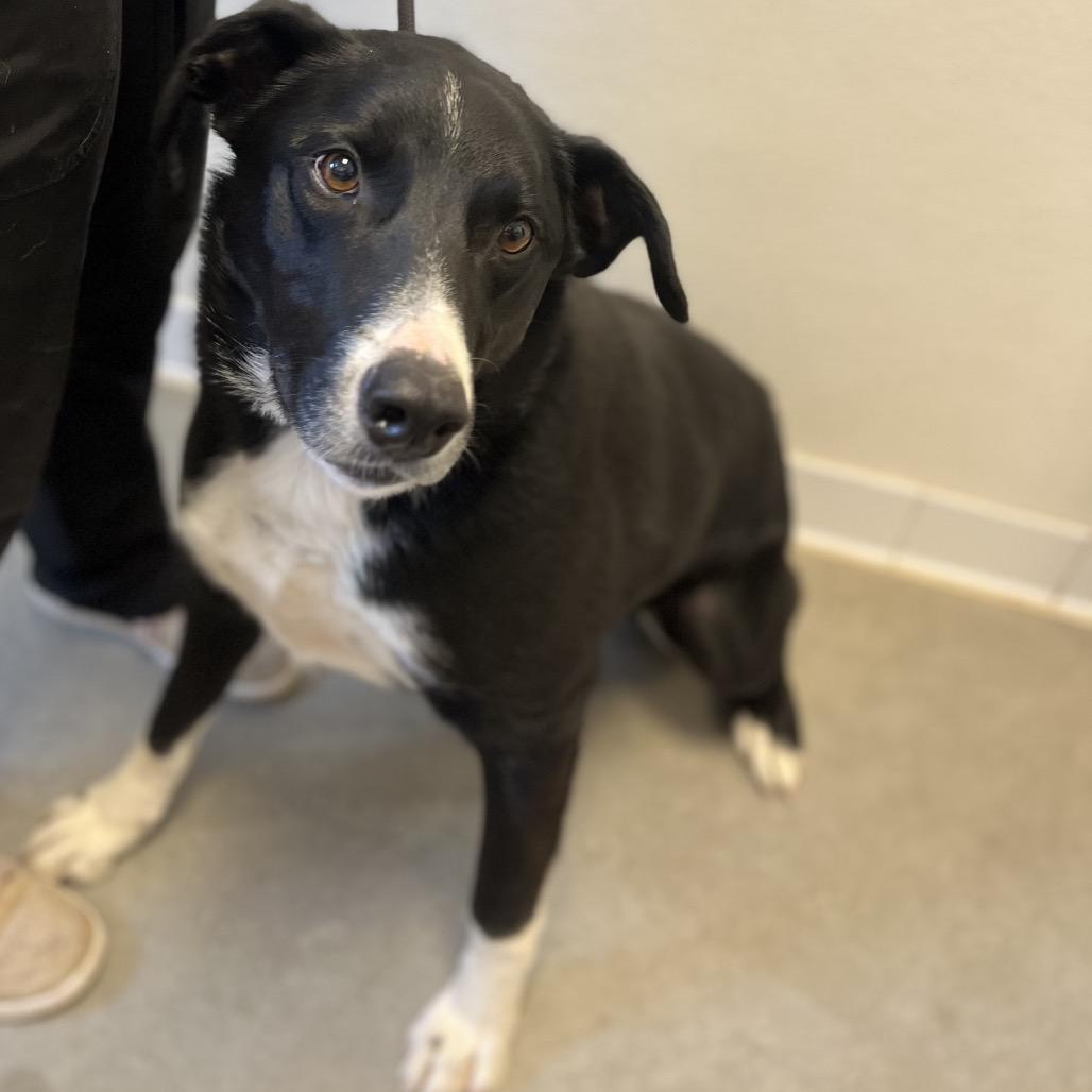 Enlarge Chase (Billy Bob), a Adoptable mixed breed in Rifle, CO image 5/6