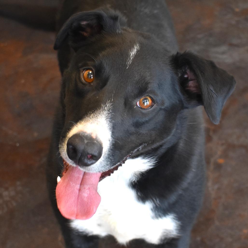 Enlarge Chase (Billy Bob), a Adoptable mixed breed in Rifle, CO image 6/6