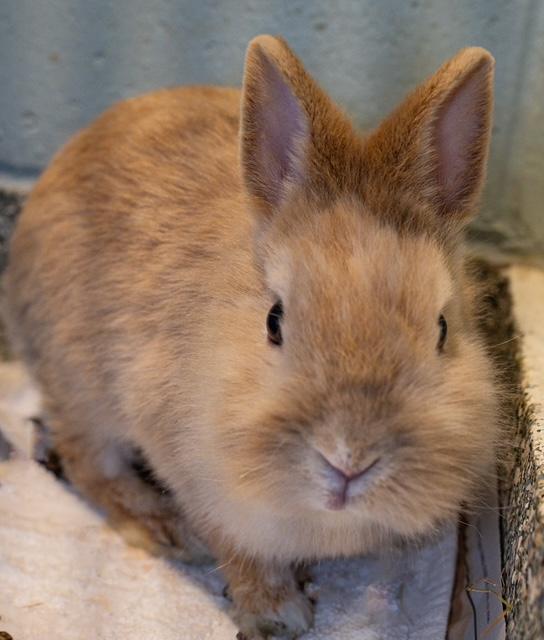 Enlarge CALI, a Adoptable Netherland Dwarf in Boston, MA image 1/1