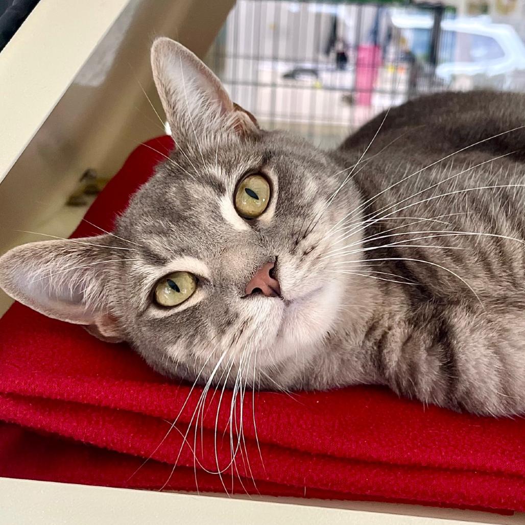 Ash, Adoptable, Adult Male Domestic Short Hair.